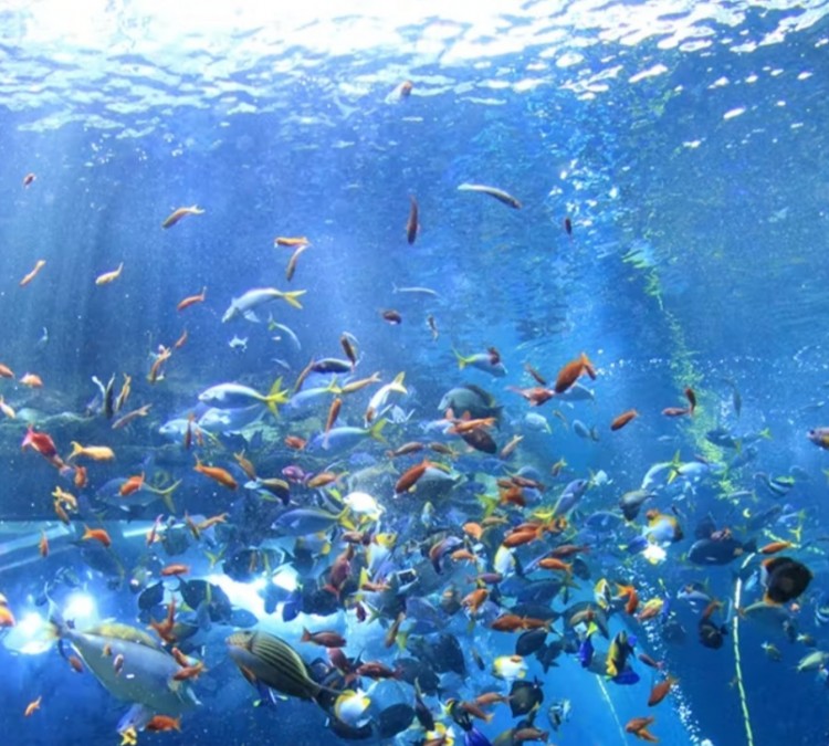 Orange Coast College Aquarium (Costa&nbspMesa,&nbspCA)